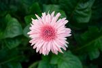 非洲菊