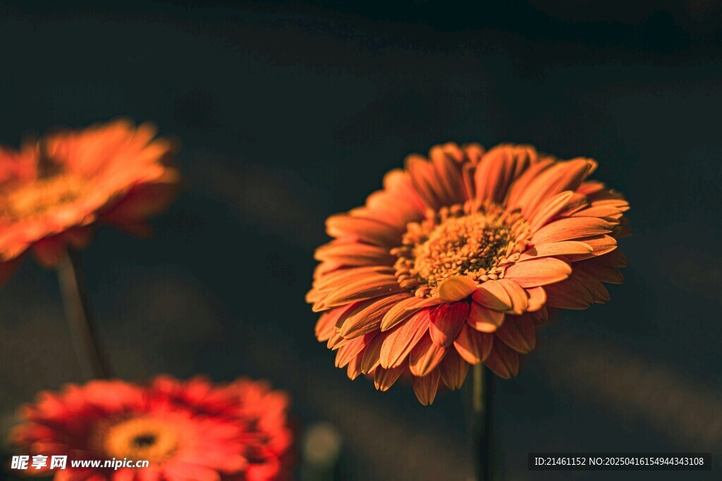 非洲菊