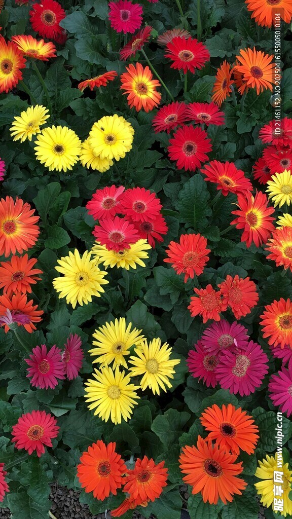 非洲菊
