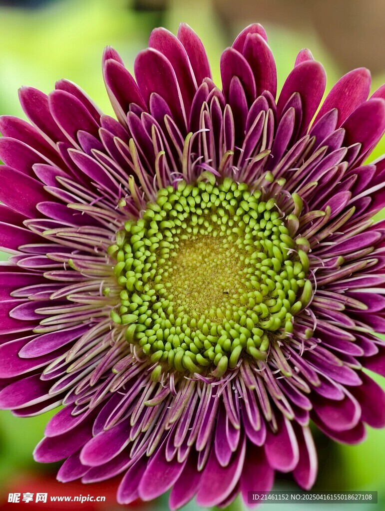 非洲菊