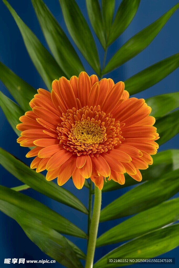 非洲菊