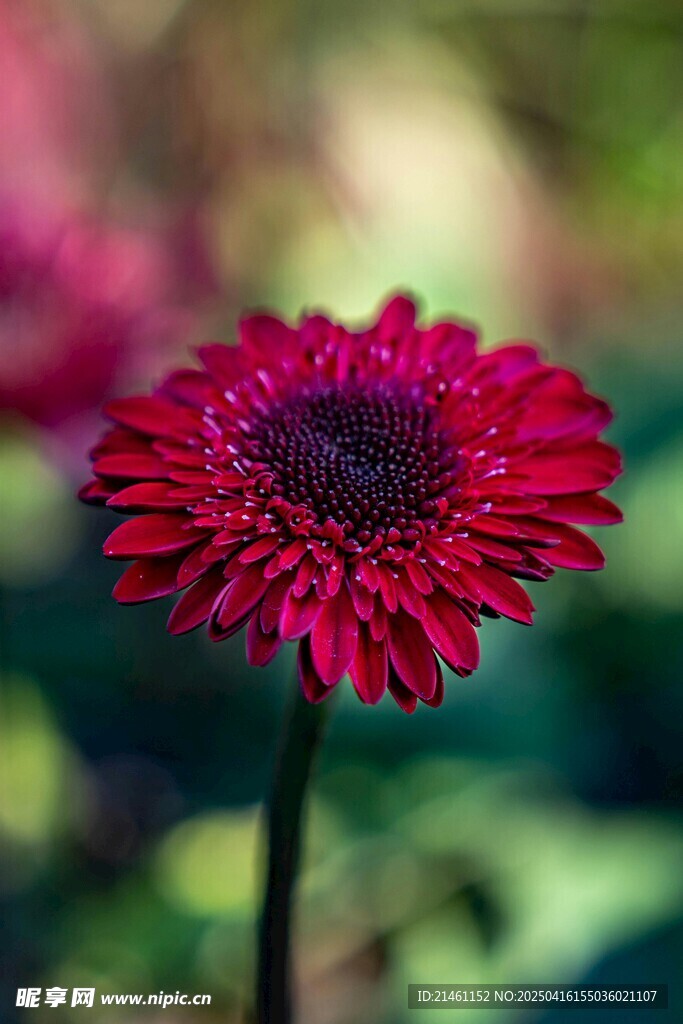 非洲菊