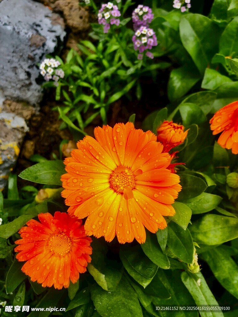 非洲菊