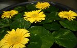 非洲菊