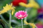 非洲菊