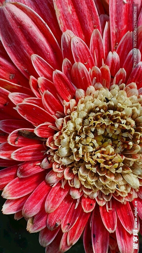 非洲菊