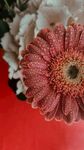 非洲菊