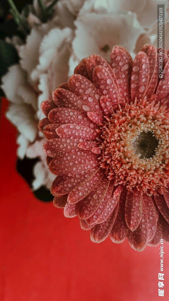 非洲菊