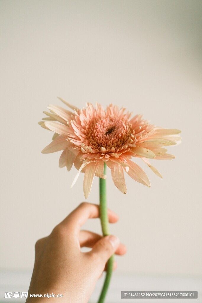 非洲菊
