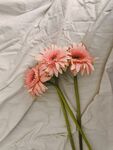 非洲菊