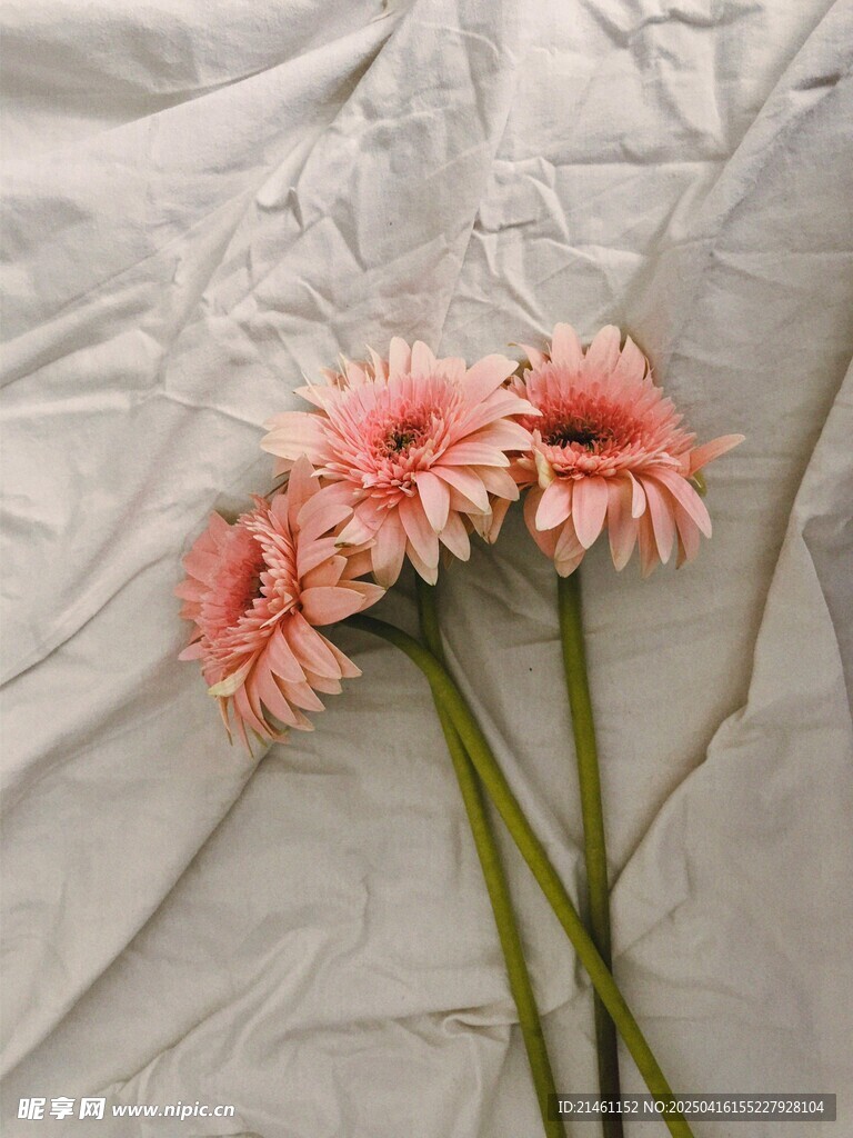 非洲菊