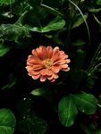 非洲菊