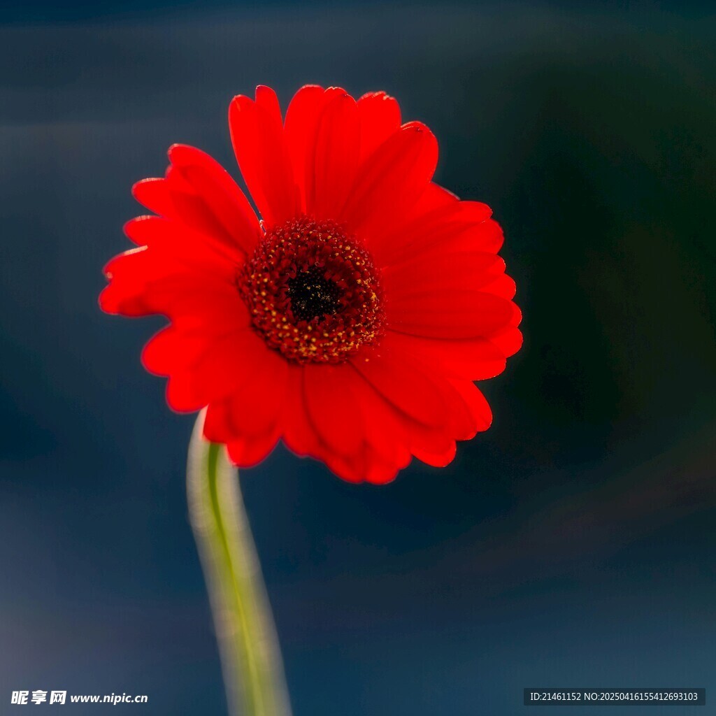 非洲菊