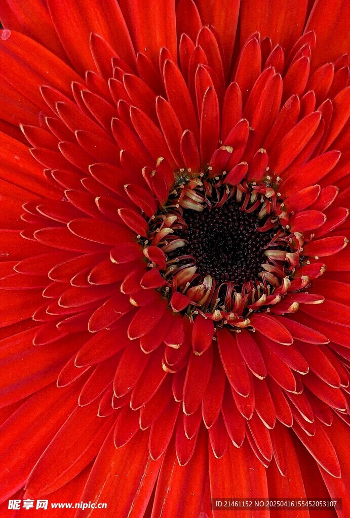 非洲菊