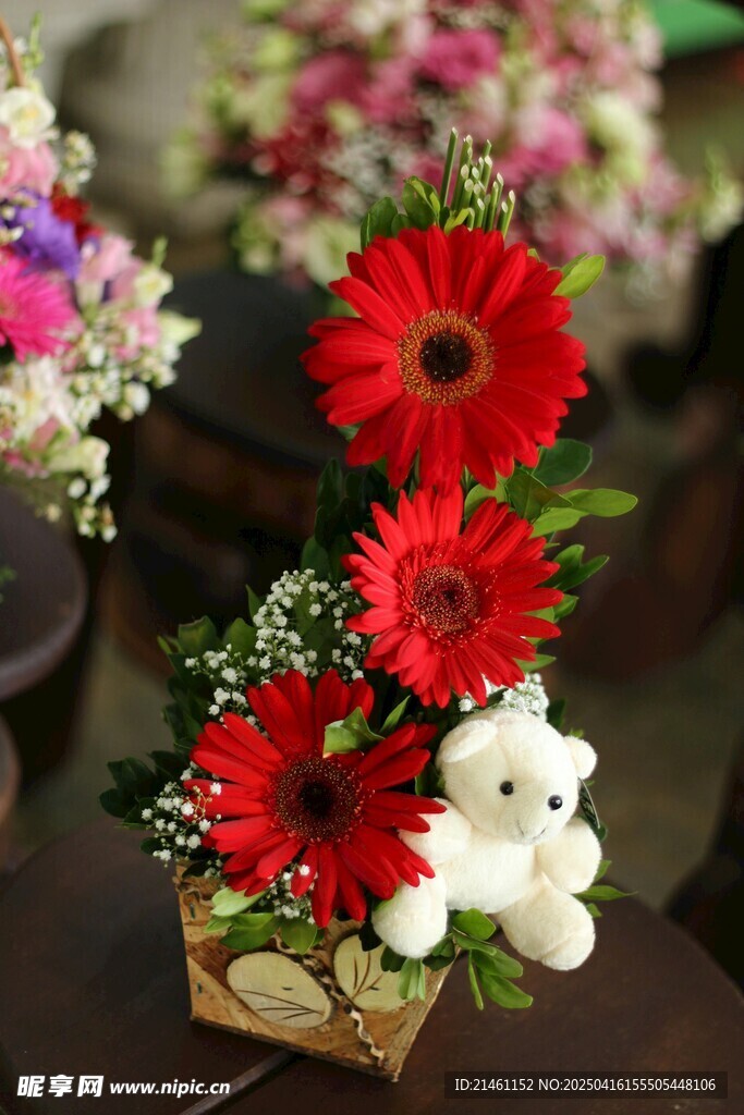 非洲菊