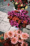 非洲菊