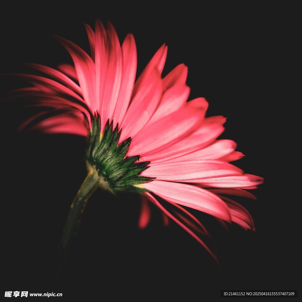 非洲菊