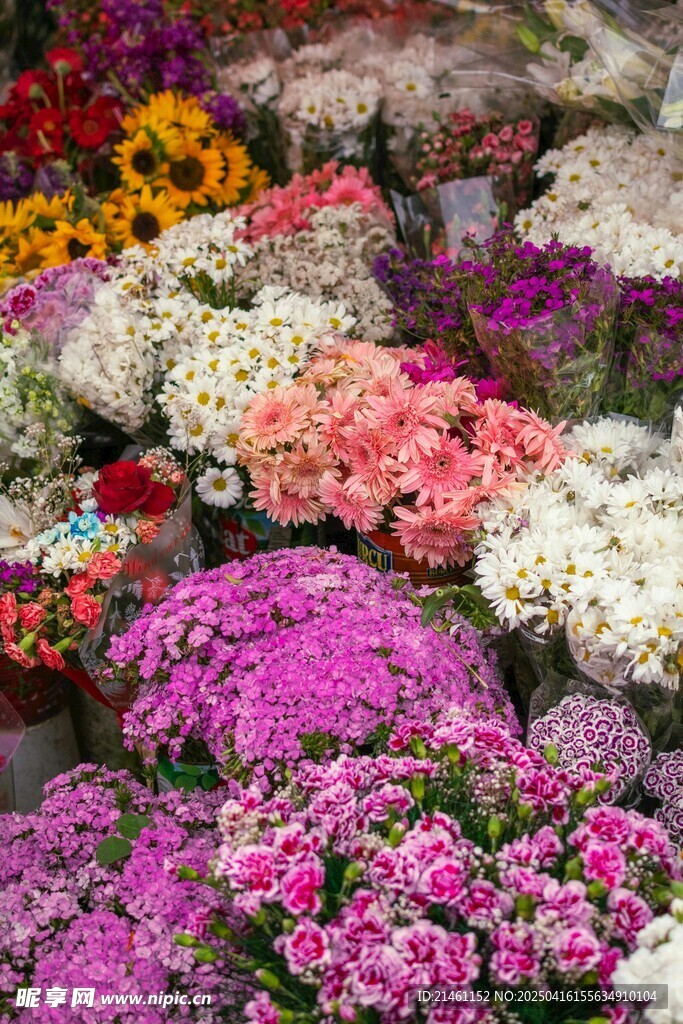 非洲菊