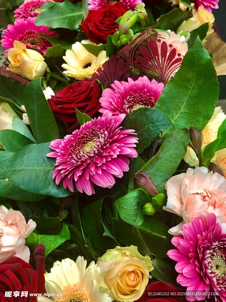 非洲菊
