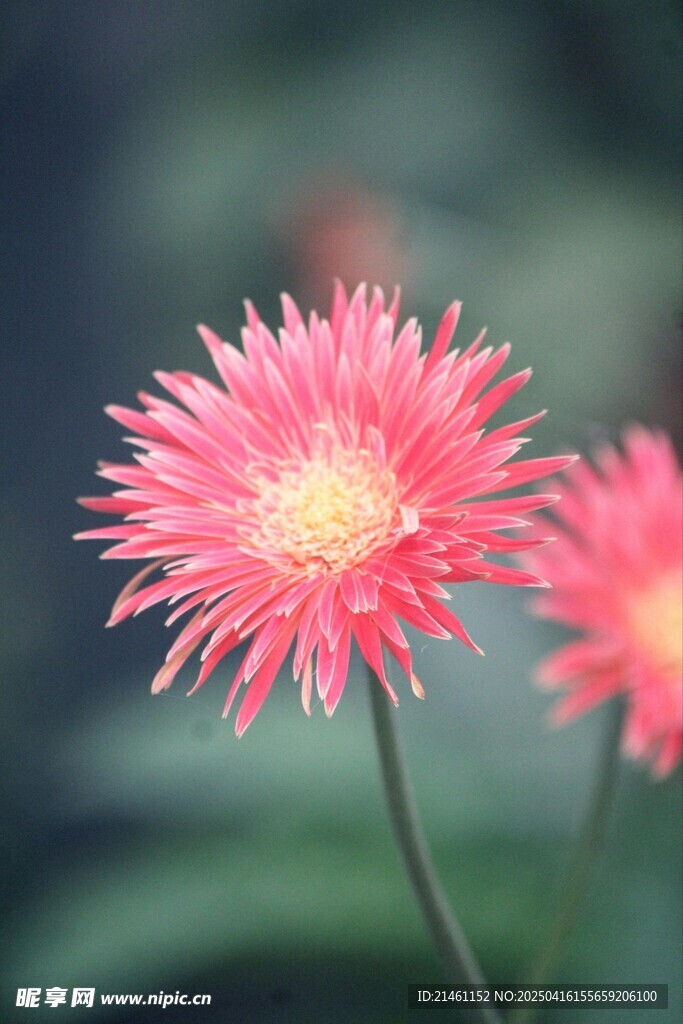 非洲菊