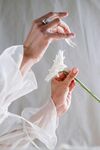 非洲菊