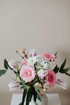 非洲菊