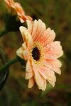 非洲菊