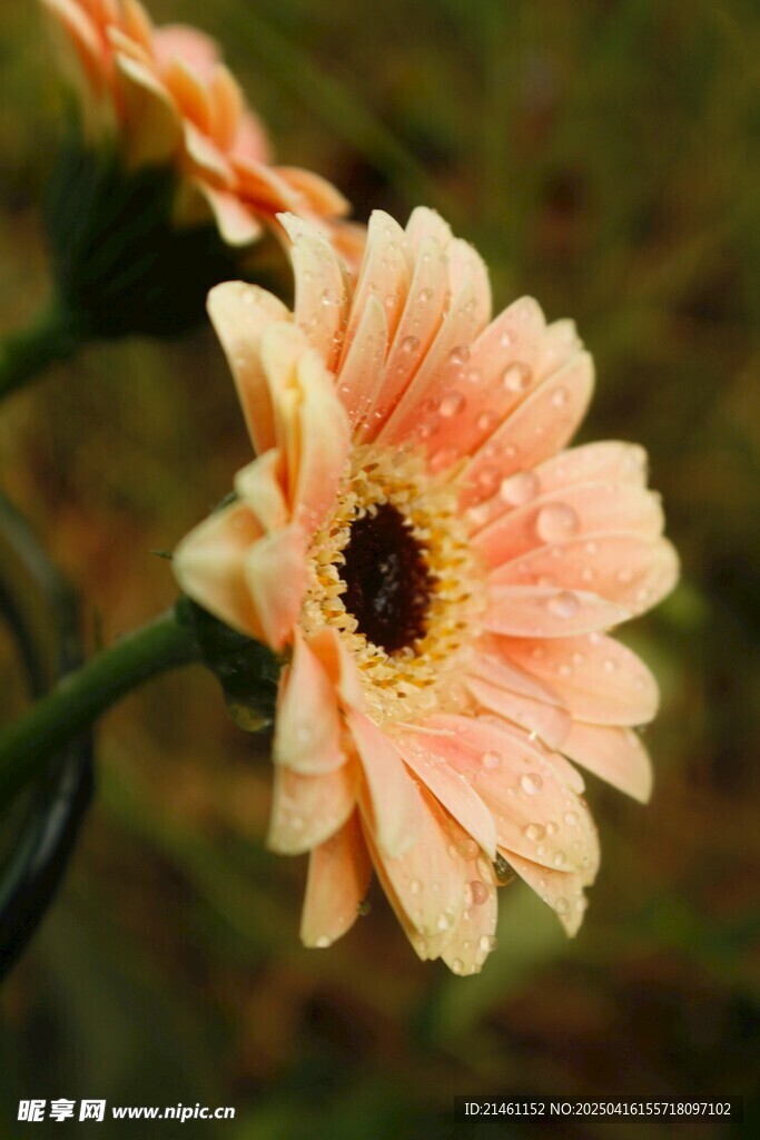 非洲菊