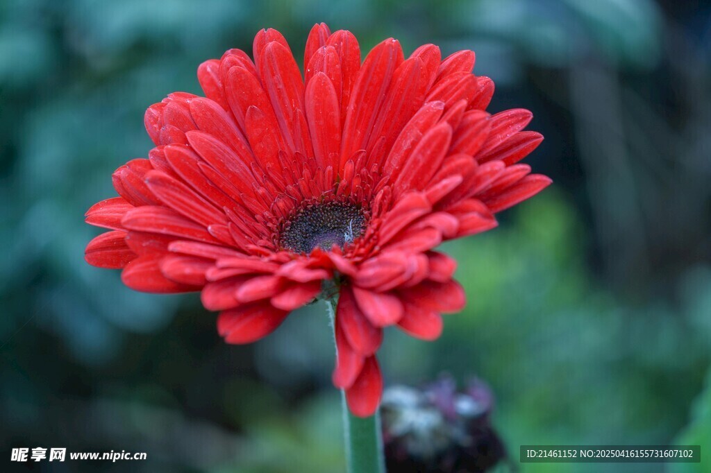 非洲菊
