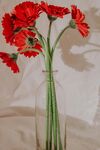 非洲菊