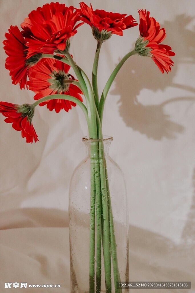 非洲菊