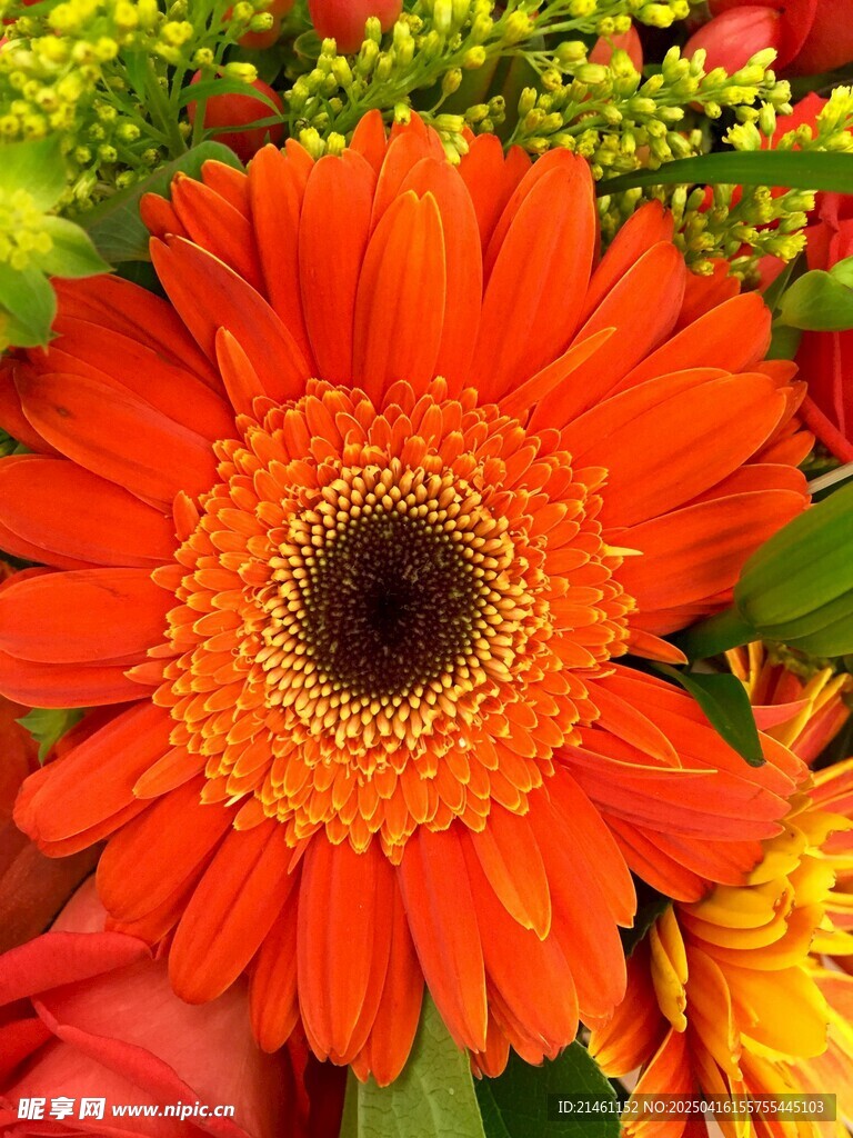 非洲菊