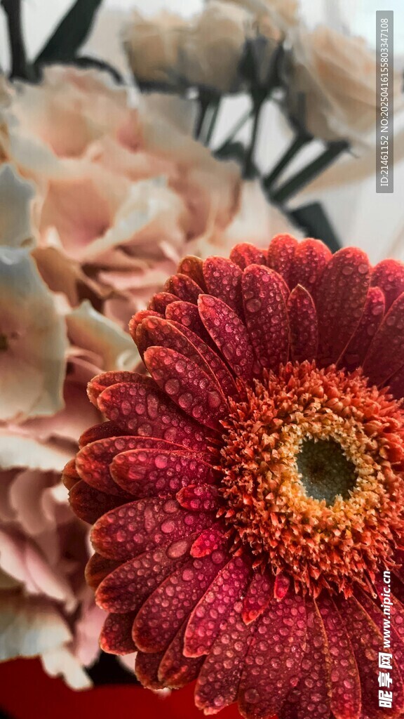 非洲菊