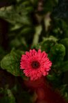 非洲菊