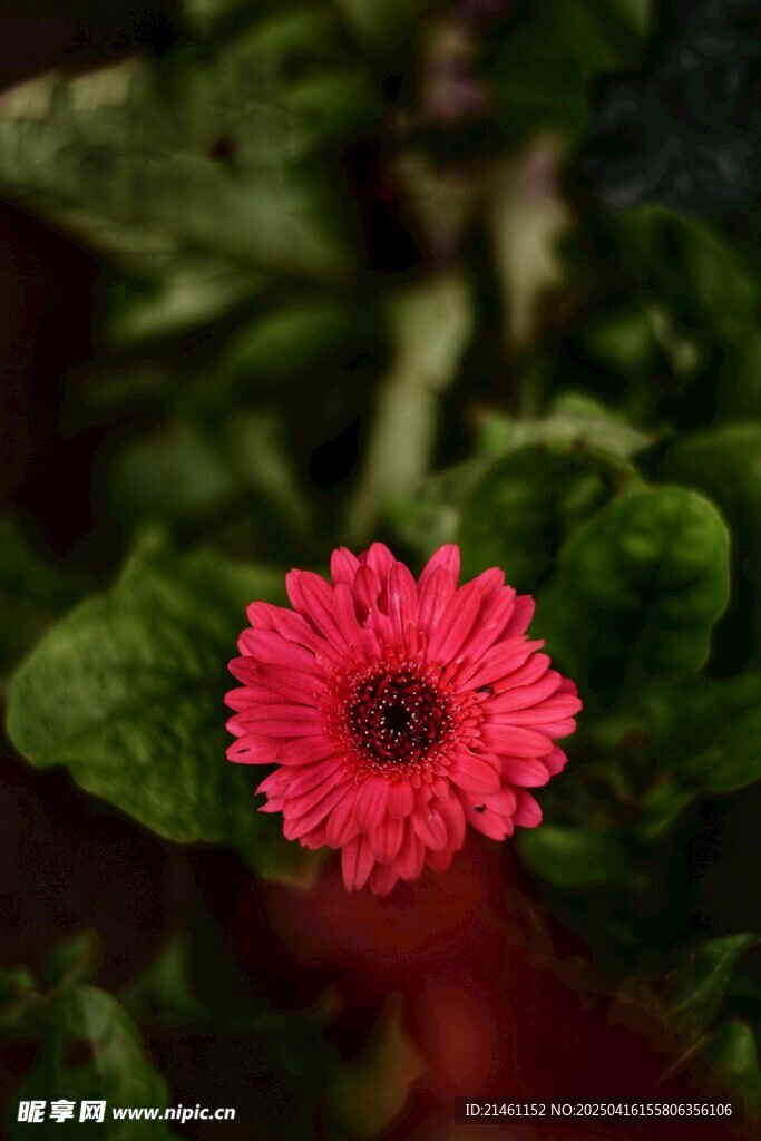 非洲菊