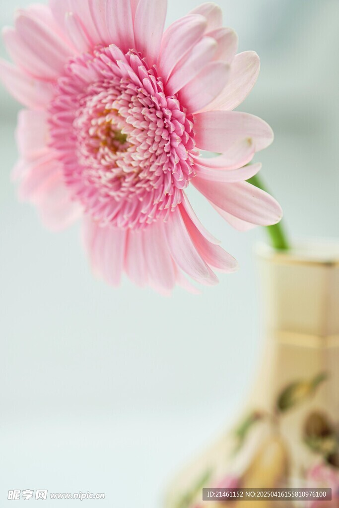非洲菊