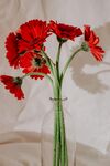 非洲菊