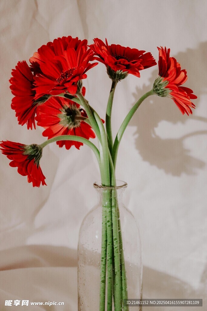 非洲菊