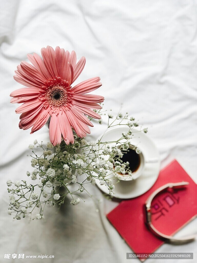 非洲菊
