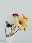 非洲菊