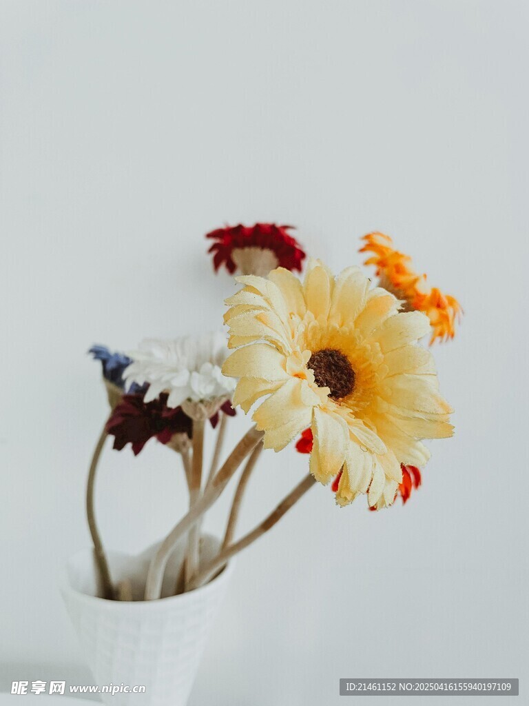 非洲菊
