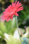非洲菊