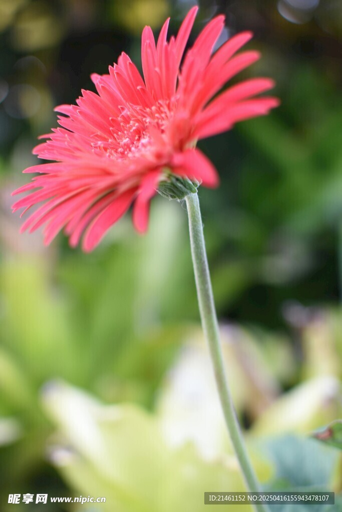 非洲菊