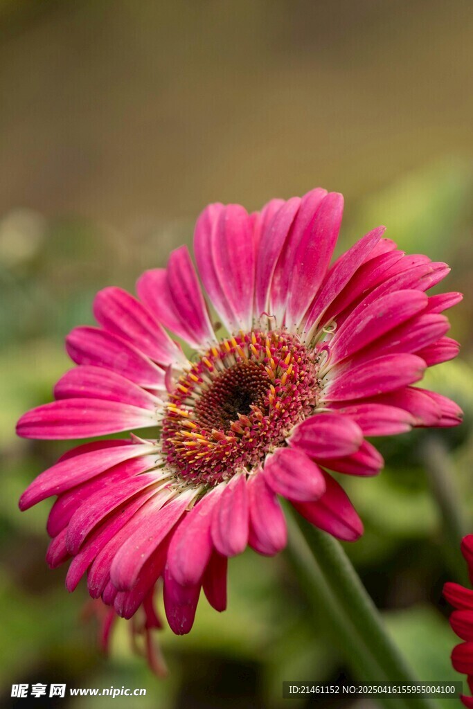 非洲菊