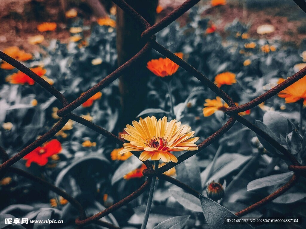 非洲菊
