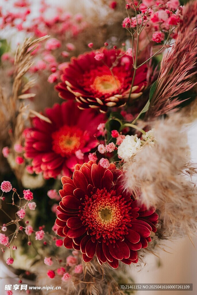 非洲菊