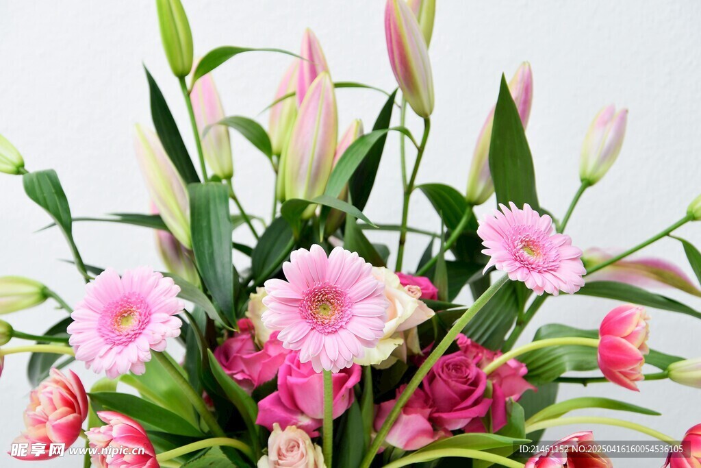 非洲菊