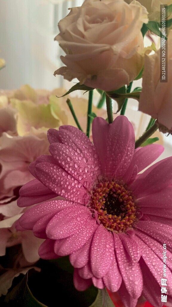 非洲菊
