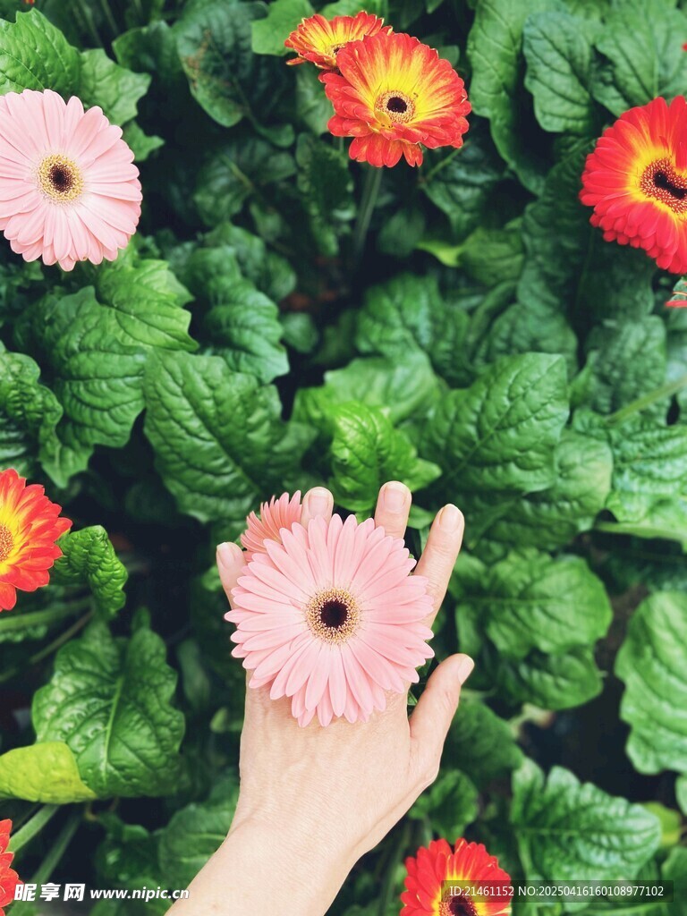 非洲菊