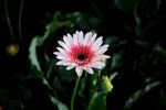 非洲菊
